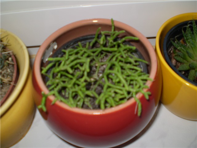 kaktus